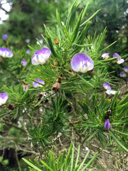 Psoralea pinnata | Beach Pea Bush | 10 Seeds