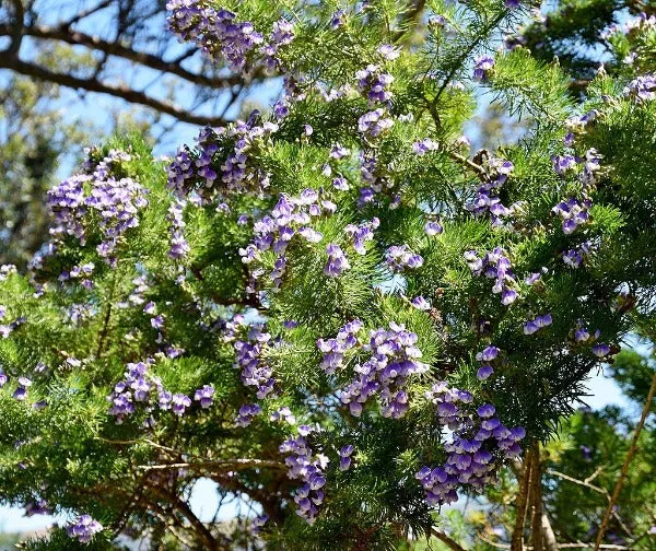 Psoralea pinnata | Beach Pea Bush | 10 Seeds