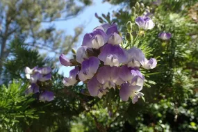 Psoralea pinnata | Beach Pea Bush | 10 Seeds