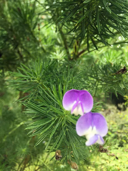 Psoralea pinnata | Beach Pea Bush | 10 Seeds