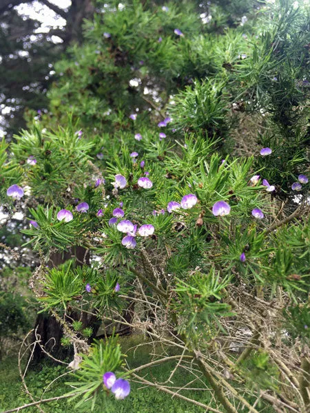Psoralea pinnata | Beach Pea Bush | 10 Seeds