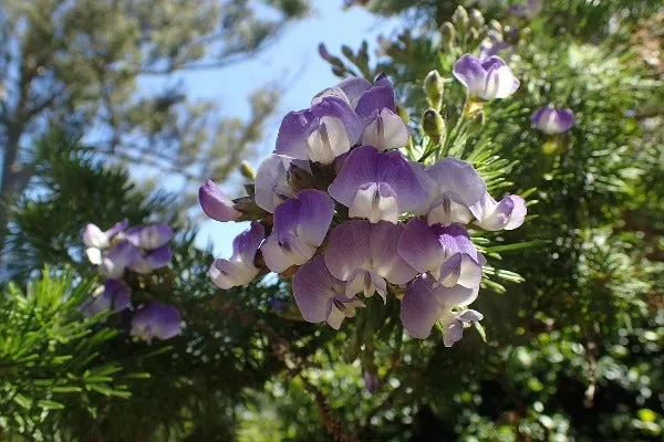 Psoralea pinnata | Beach Pea Bush | 10 Seeds