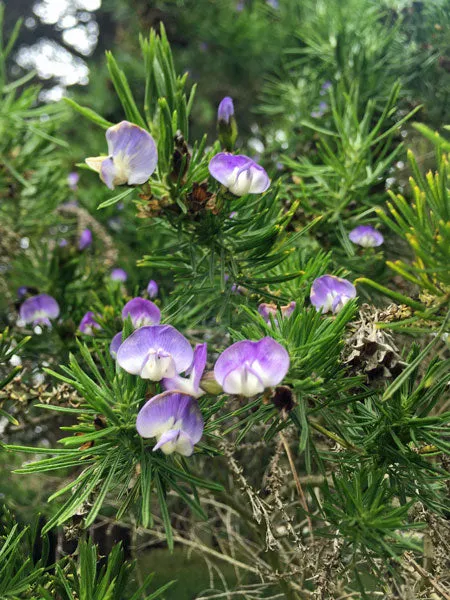 Psoralea pinnata | Beach Pea Bush | 10 Seeds