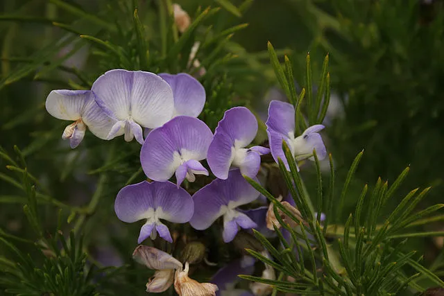 Psoralea pinnata | Beach Pea Bush | 10 Seeds